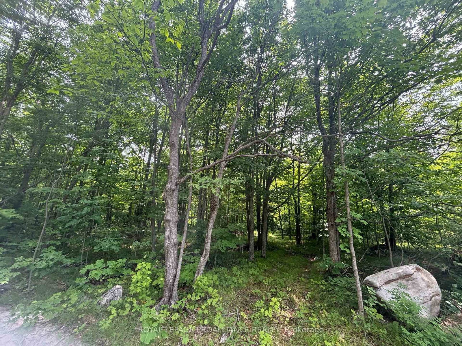 Severed B - 554 Pigden Road, Madoc, ON — photo 3